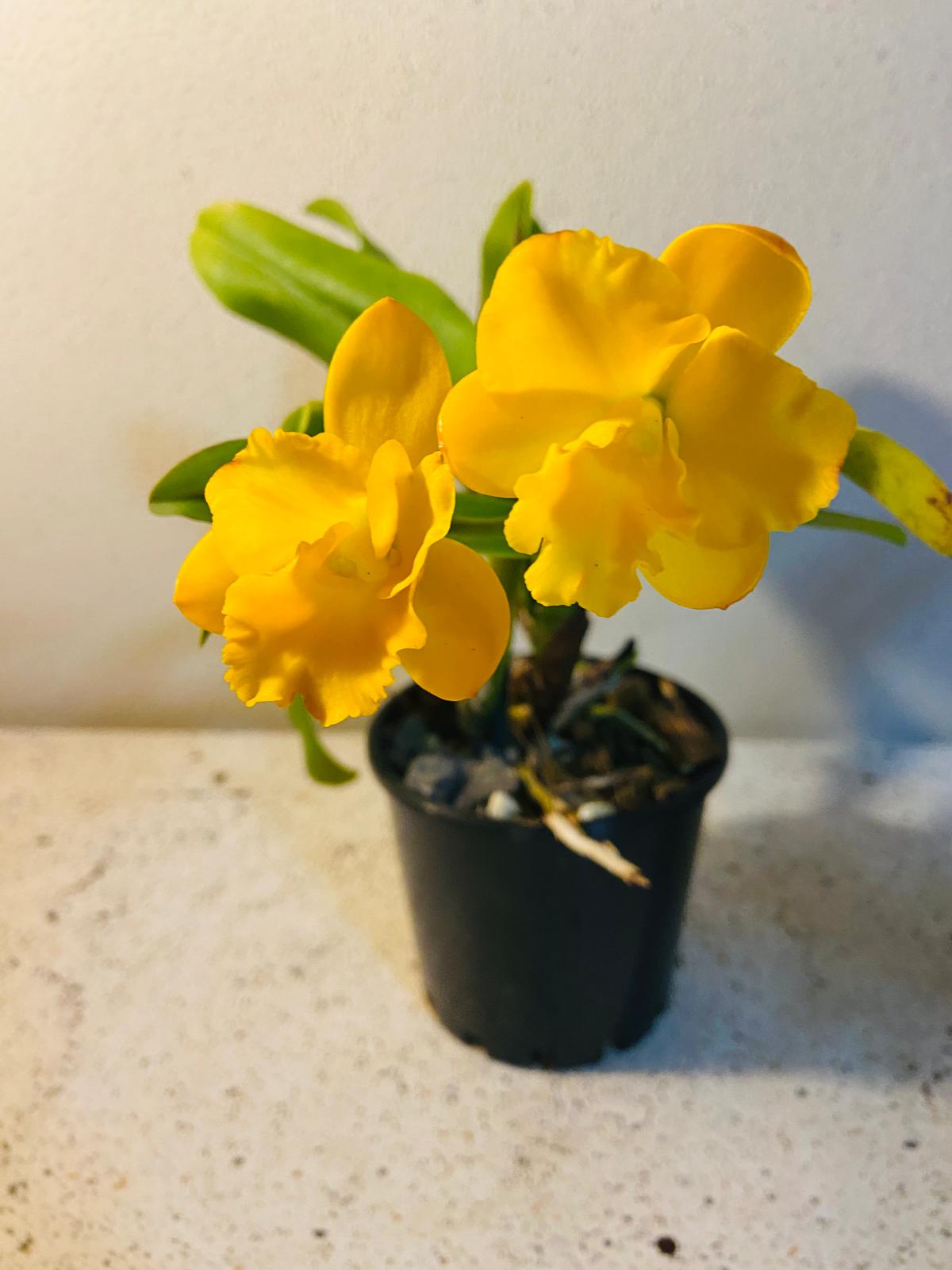 Chief Sunny Dragon x Shinfong Little Sun #18