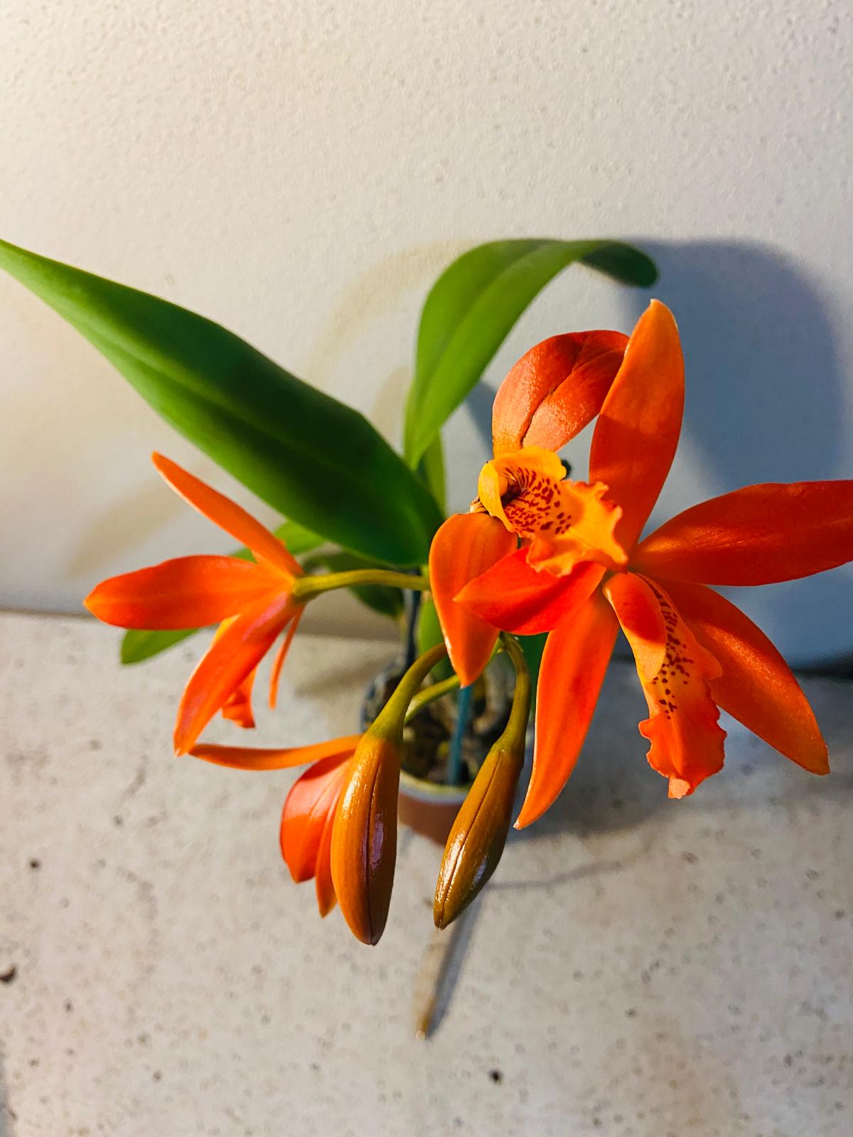 Lc. Trick or Treat #29