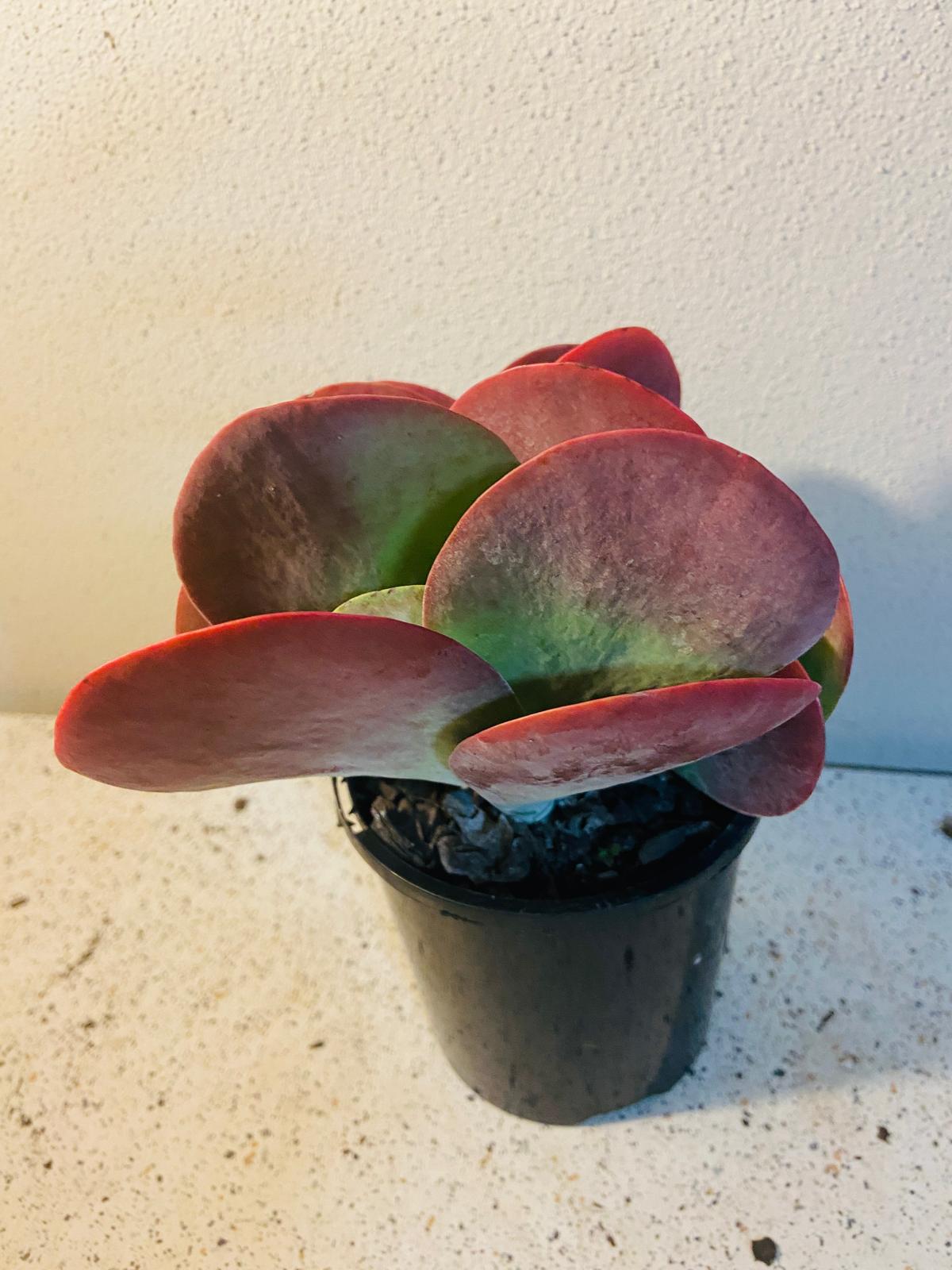 Kalanchoe Thrisiflora Bronze Sculpture 130mm