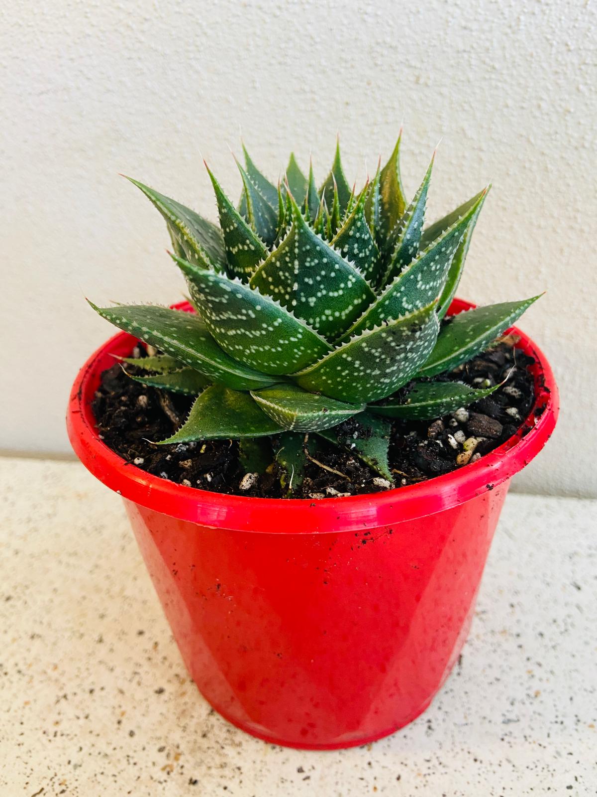 Aloe Ami 130mm