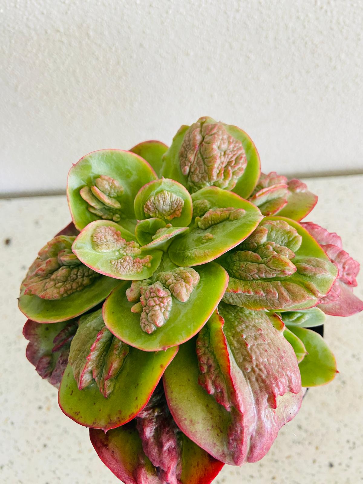 Echeveria Baron Bold 130mm