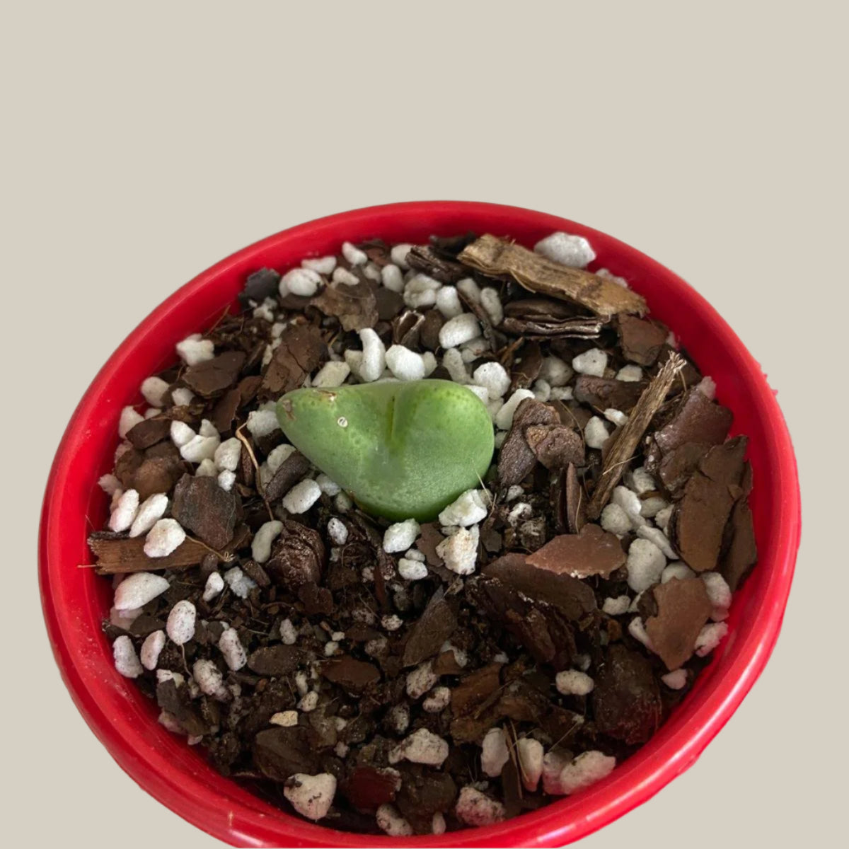 Conophytum Bllobum 80mm