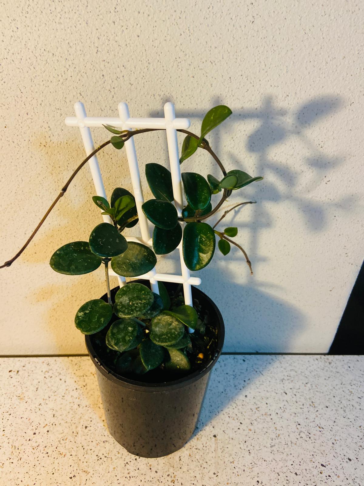 Hoya Mathilde