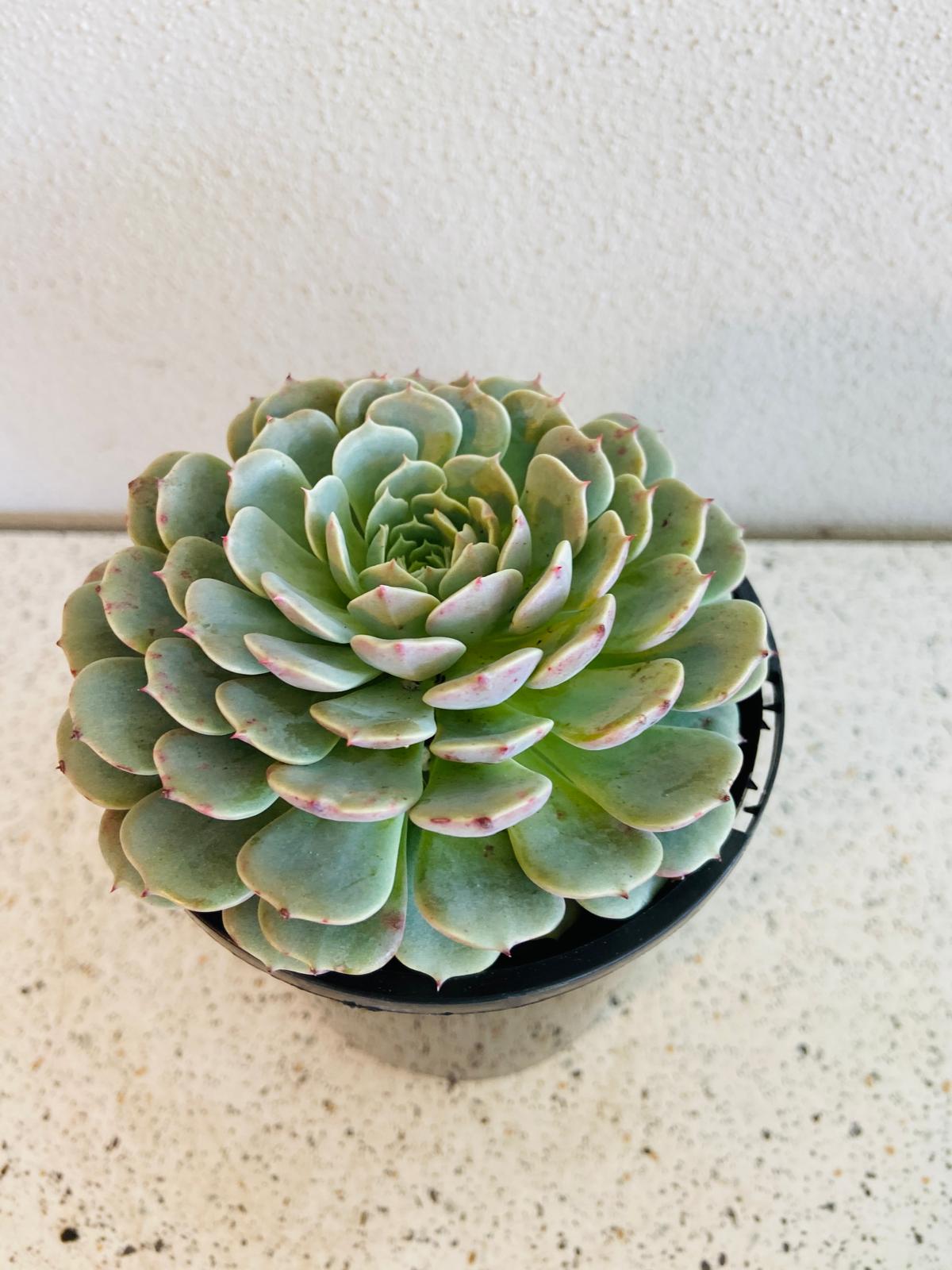 Echeveria Tuxpan