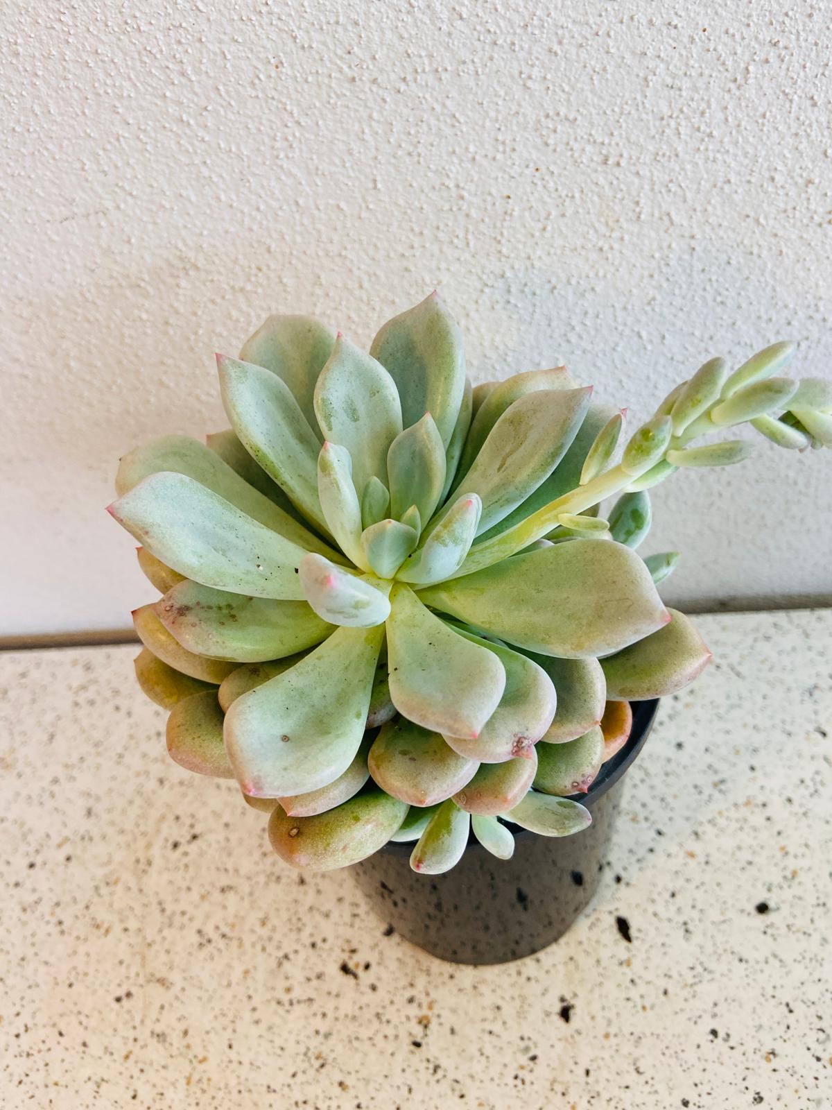 Graptoveria 'Orange Sherbet' 130mm