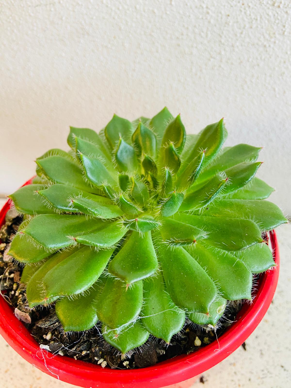 Echeveria Setosa v Ciliata