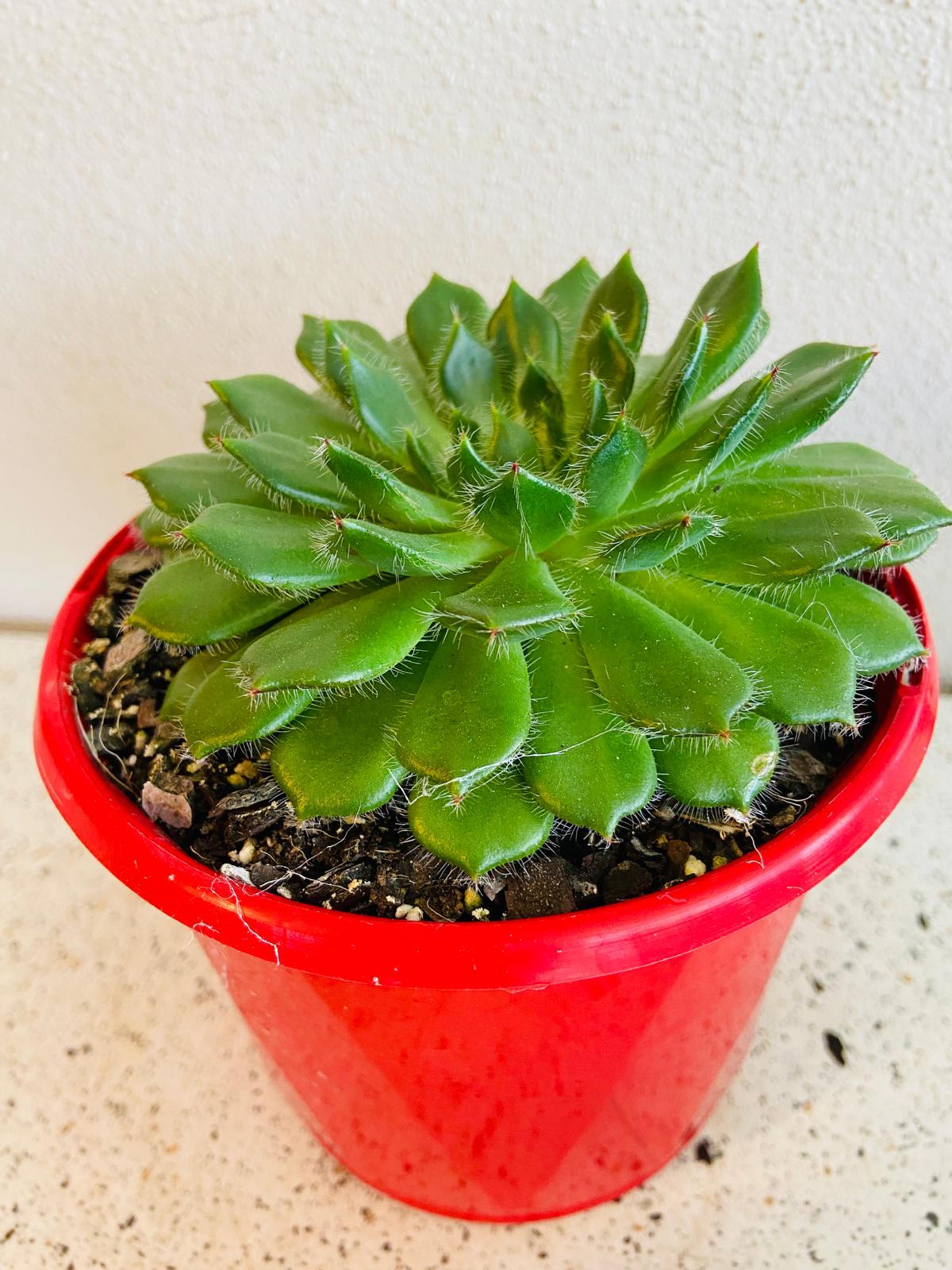 Echeveria Setosa v Ciliata