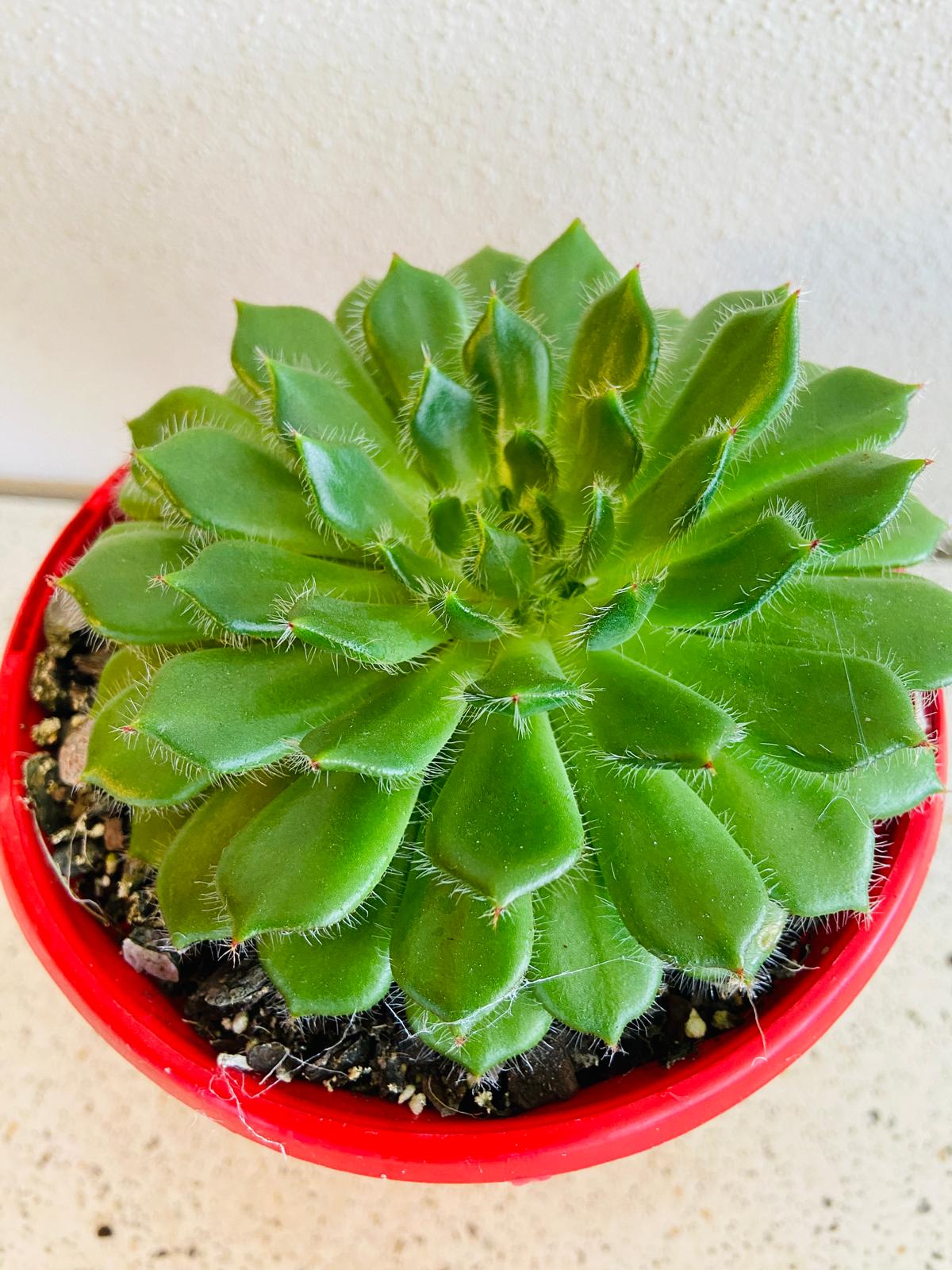 Echeveria Setosa v Ciliata