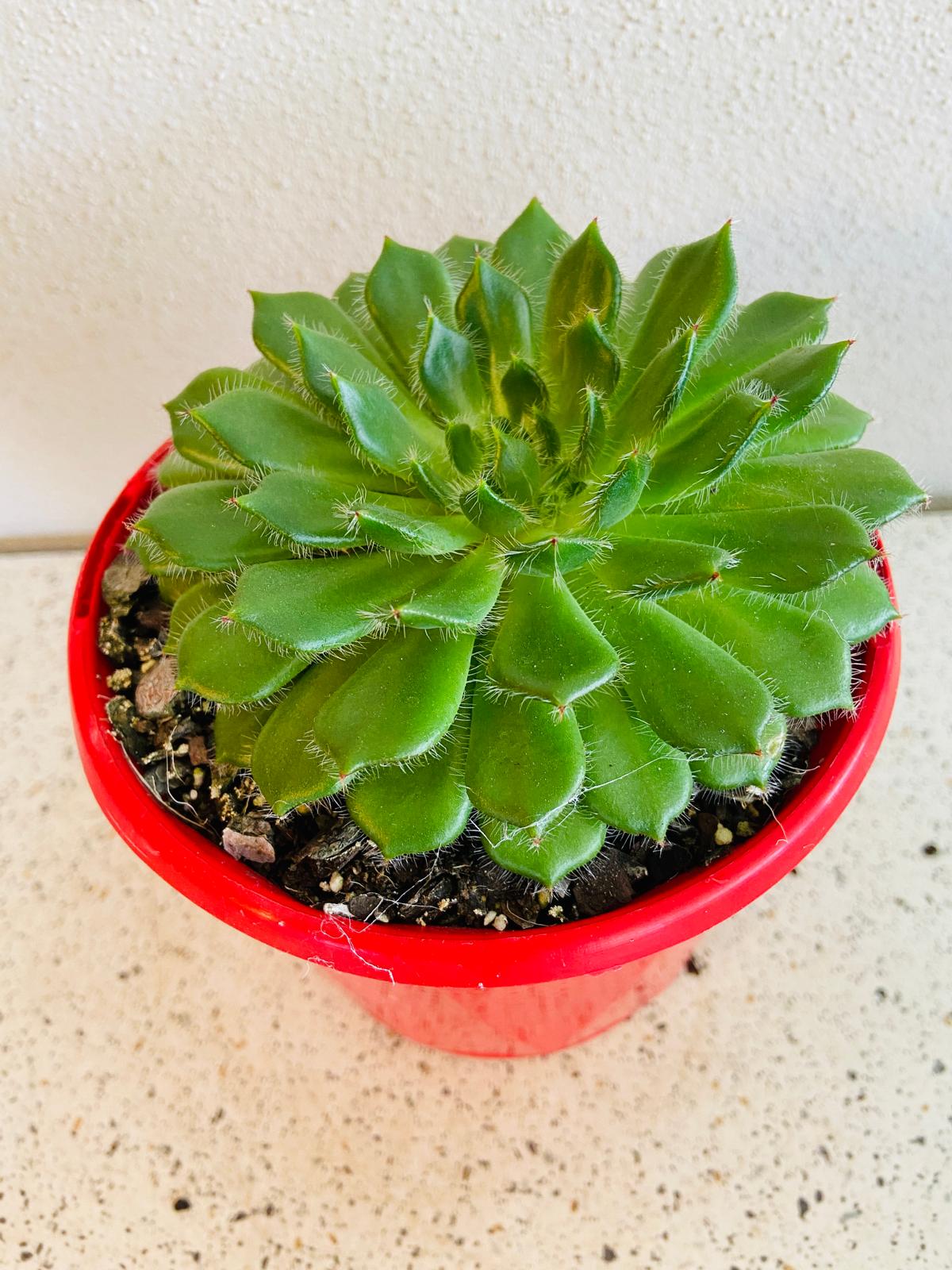 Echeveria Setosa v Ciliata