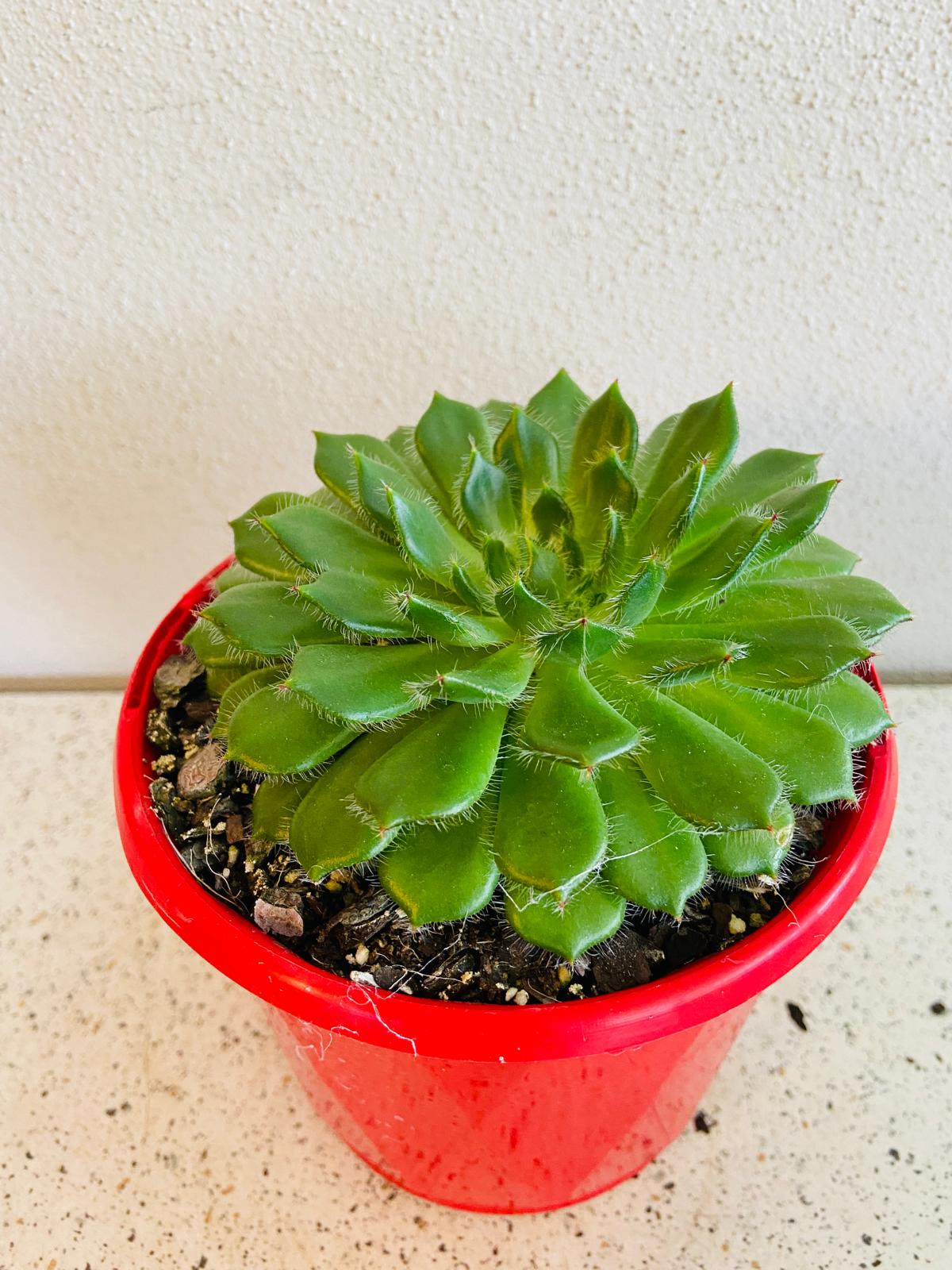 Echeveria Setosa v Ciliata