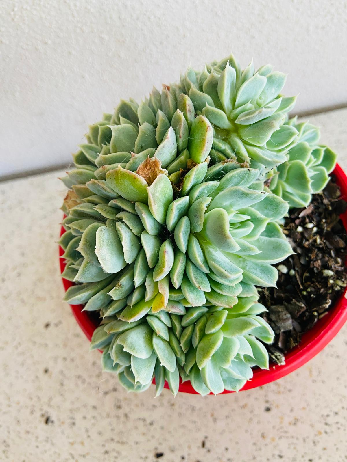 Echeveria Potosina Crested