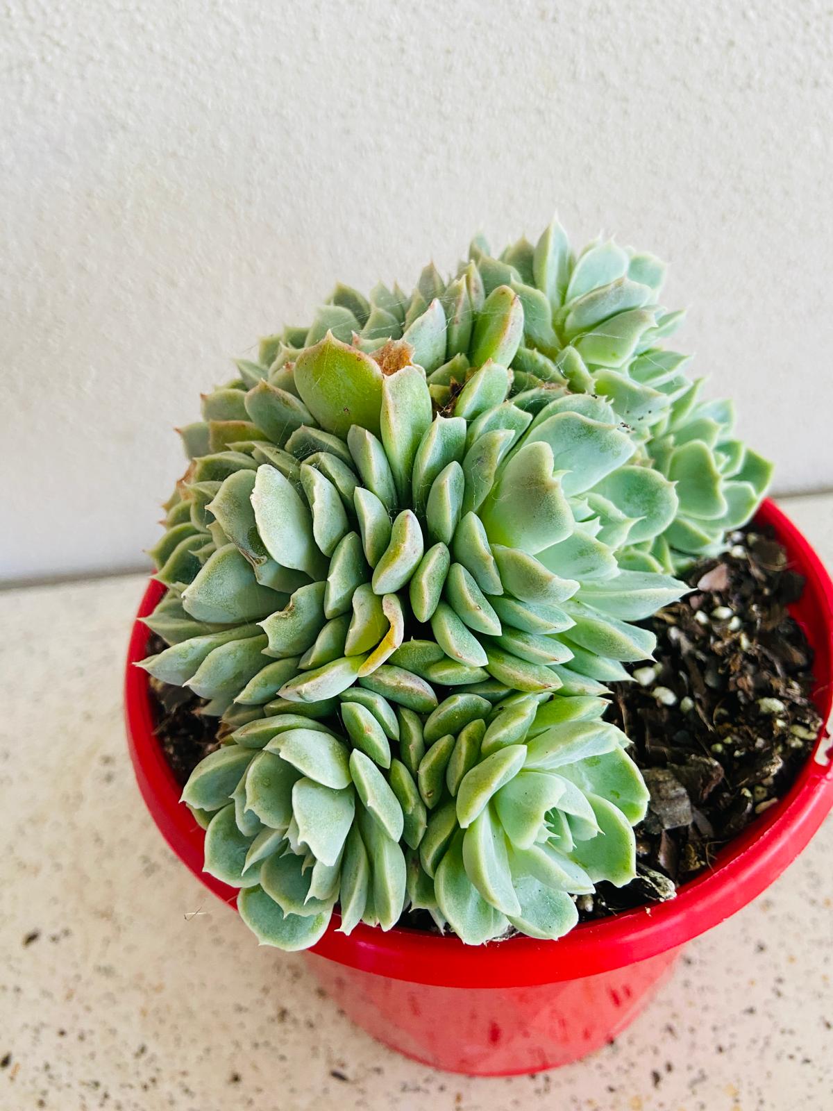 Echeveria Potosina Crested