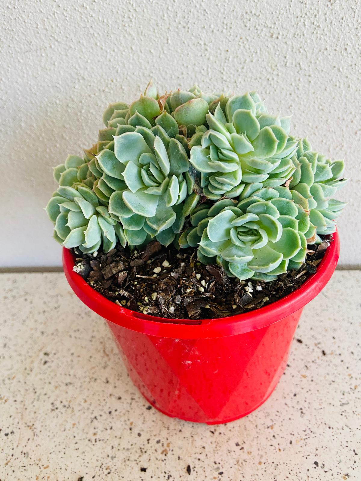 Echeveria Potosina Crested