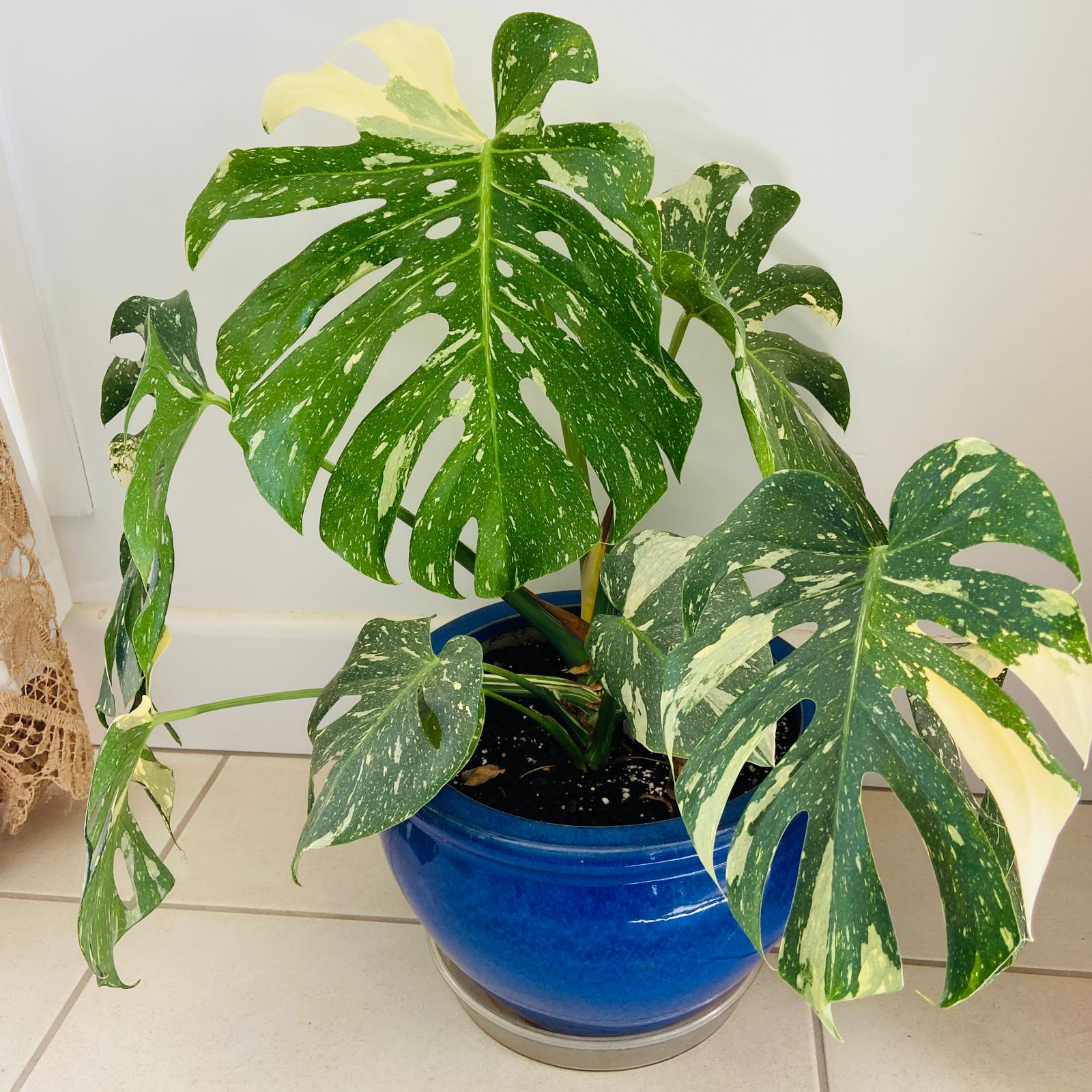 thai succulents Monstera Thai Constellation – Succulents World