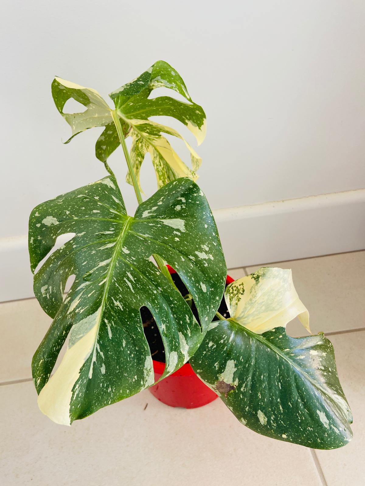 Monstera Thai Constellation