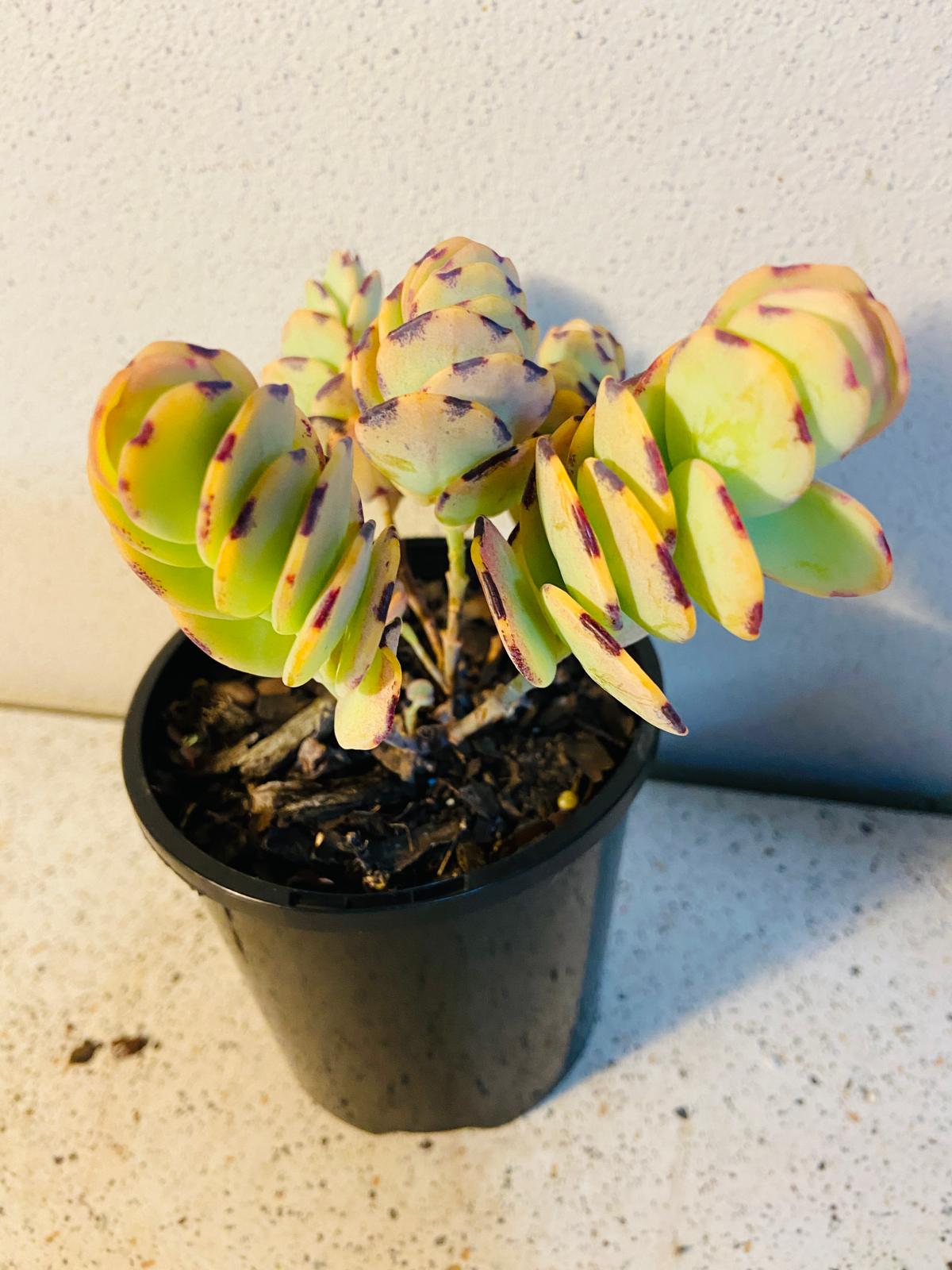 Kalanchoe Marnieriana 'Coral' 130mm