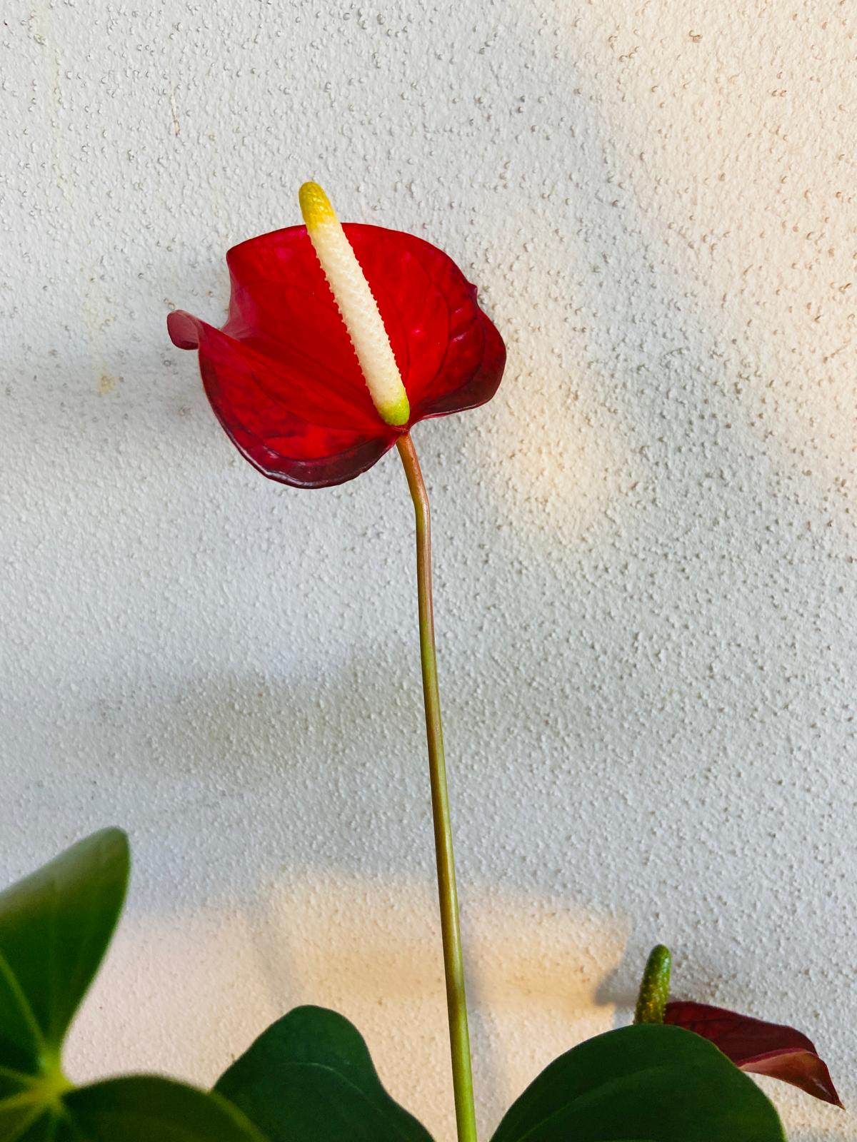 Redbull Anthurium 100mm pot size plant- with pot