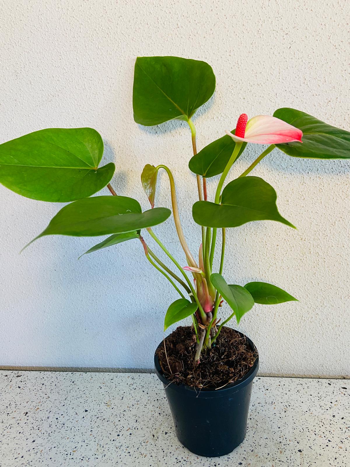Anthurium Princess Amalia Elegance 100mm pot size plant- with pot