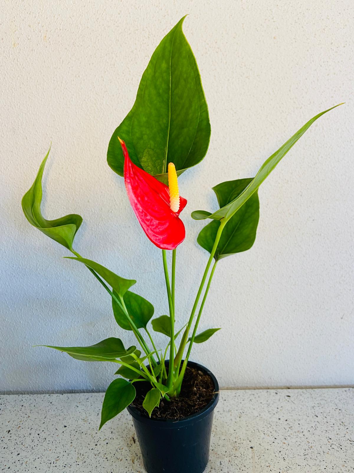 Anthurium Red Victory 190mm