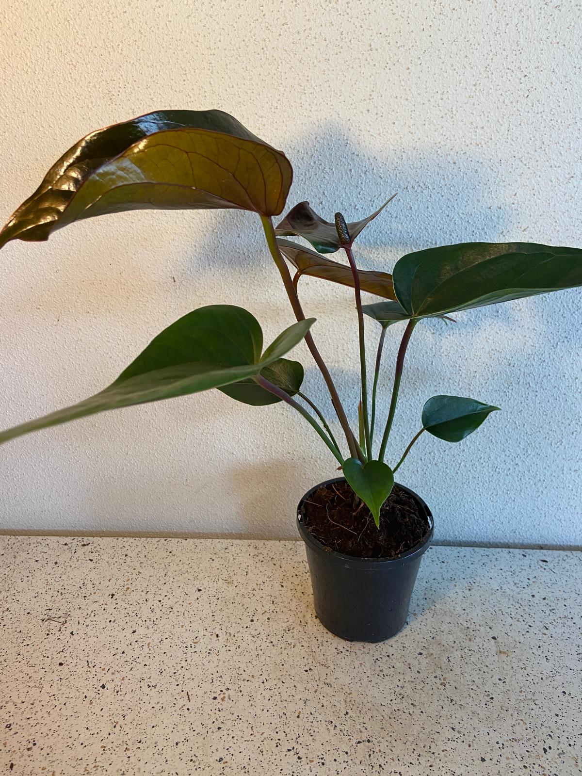 Anthurium Constancia (Brown) 100mm pot size plant- with pot