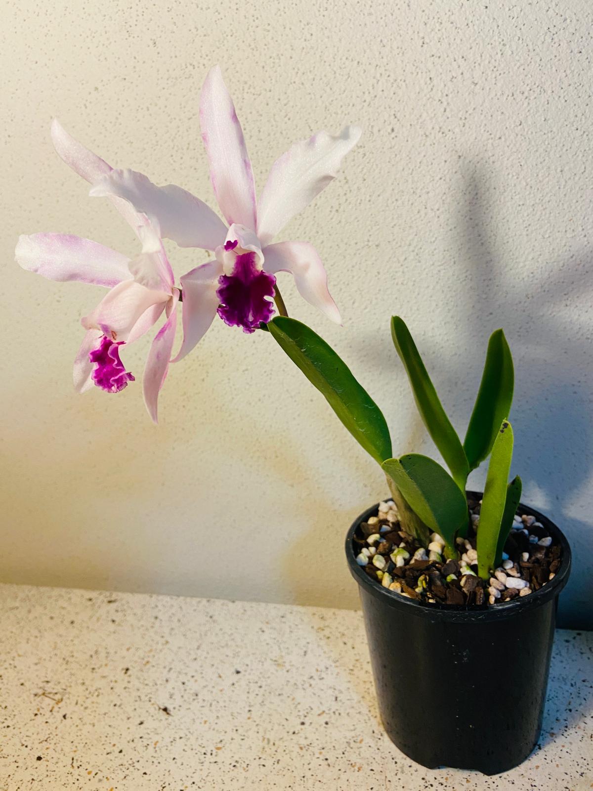 C. Poem 'Topaz Sonnet' 100mm