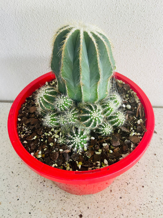 Cacti- Parodia Magnifica Caespitosa