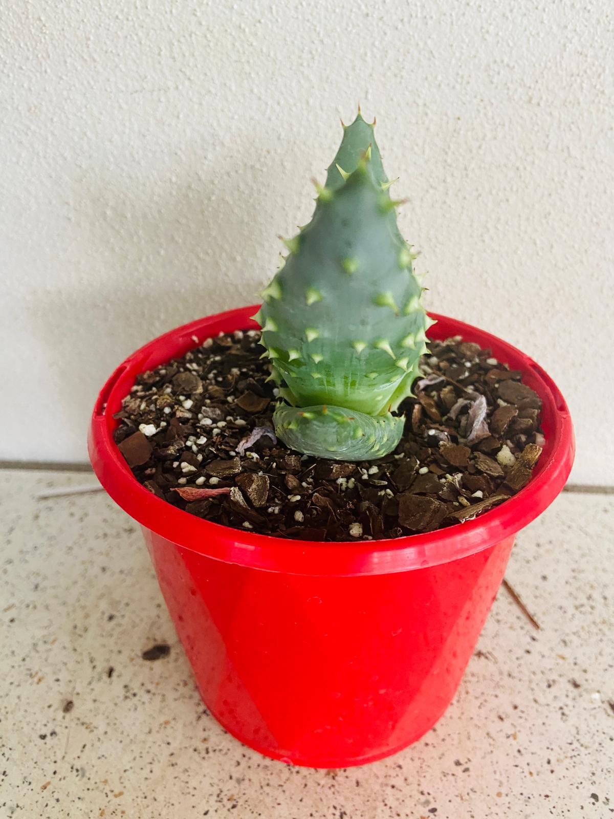 Aloe Hybrid Aculleata v Crousiana 130mm