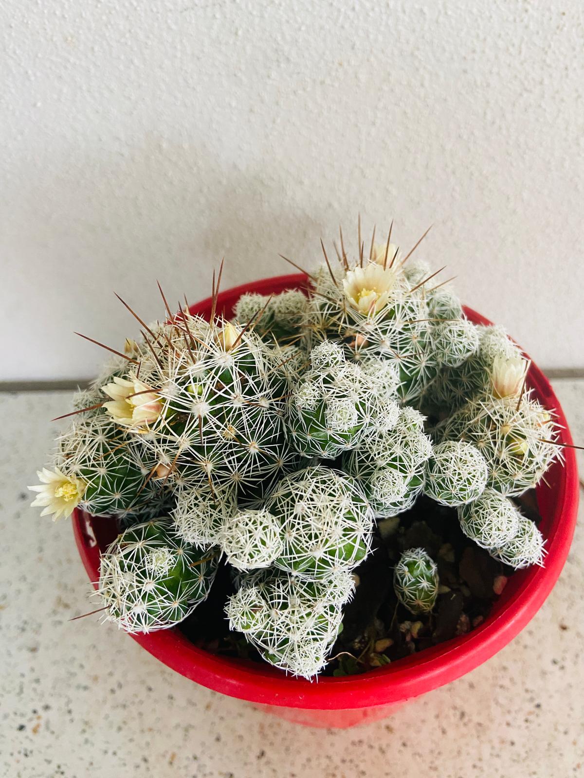 Cacti- Mammillaria Gracilis
