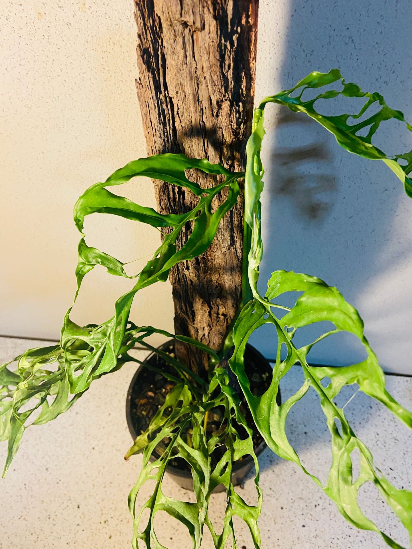 Monstera Obliqua Peru #32