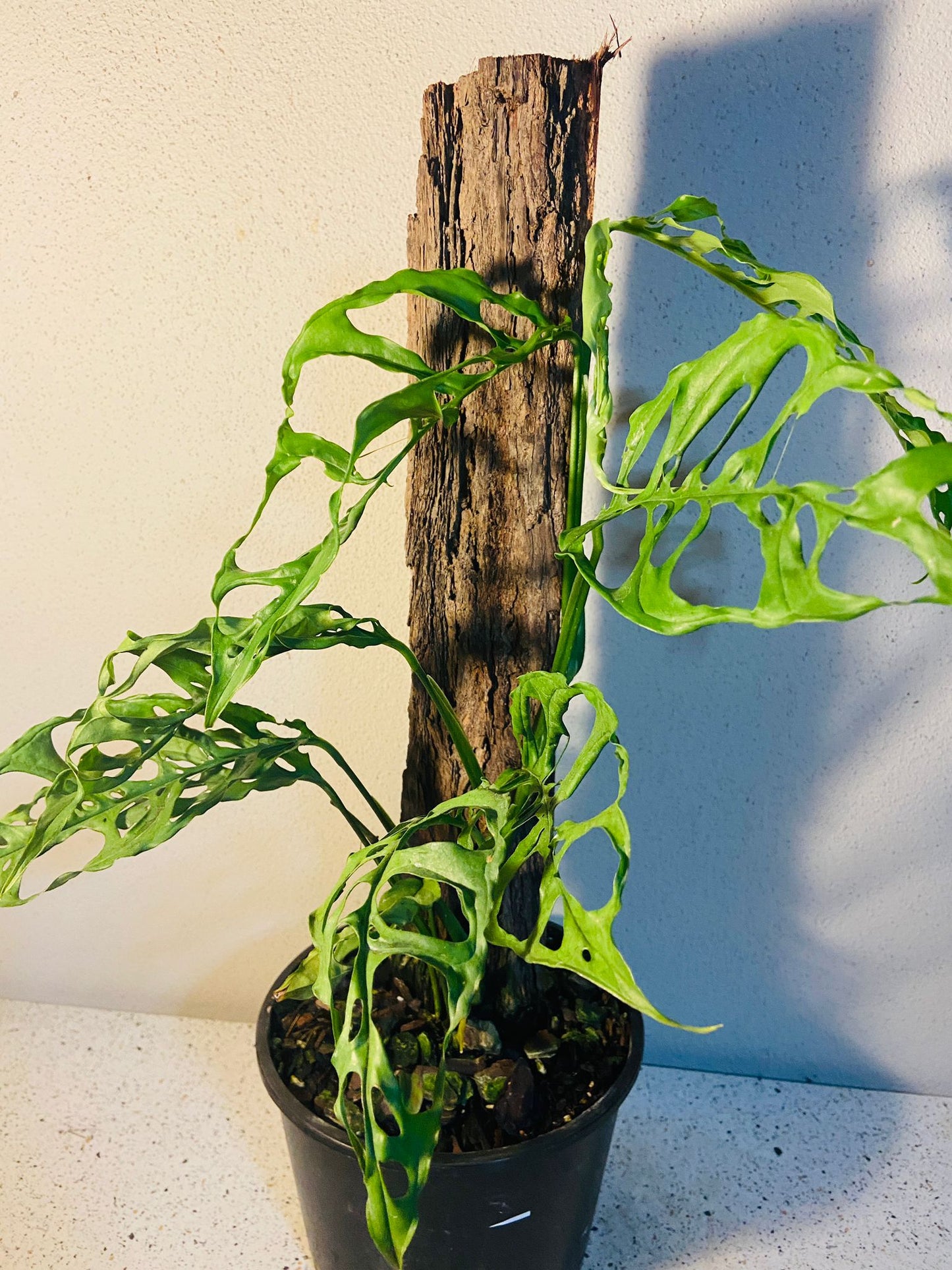 Monstera Obliqua Peru #32