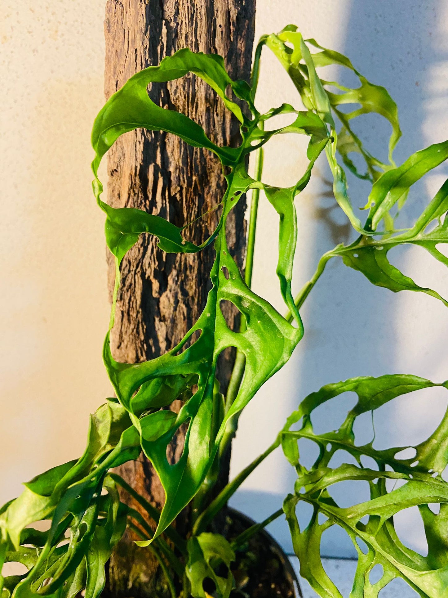 Monstera Obliqua Peru #32