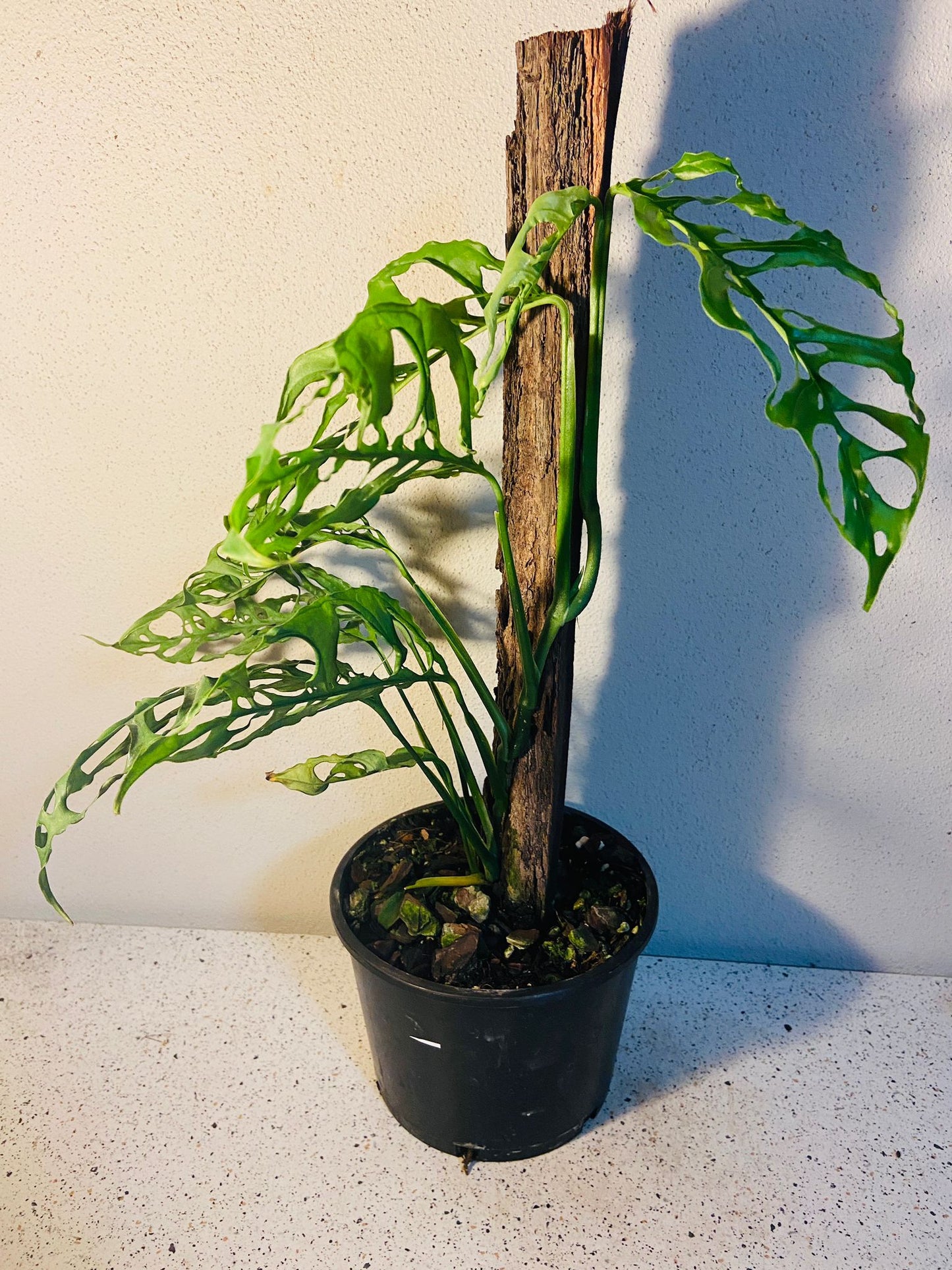 Monstera Obliqua Peru #32