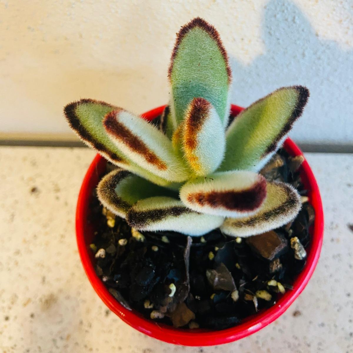 black tie succulent Kalanchoe Tomentosa Black Edge – Succulents World