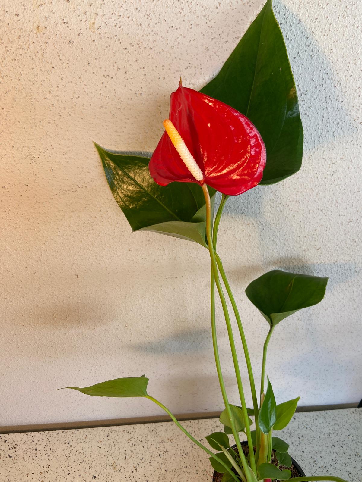 Anthurium Red Merlot 190mm