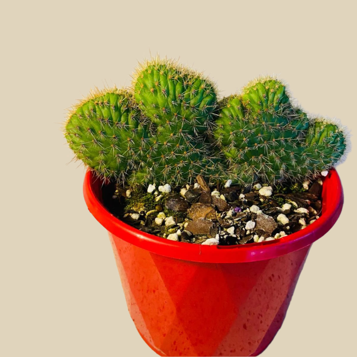 Cacti - Cleistocactus Samaipatanus f. Cristatus