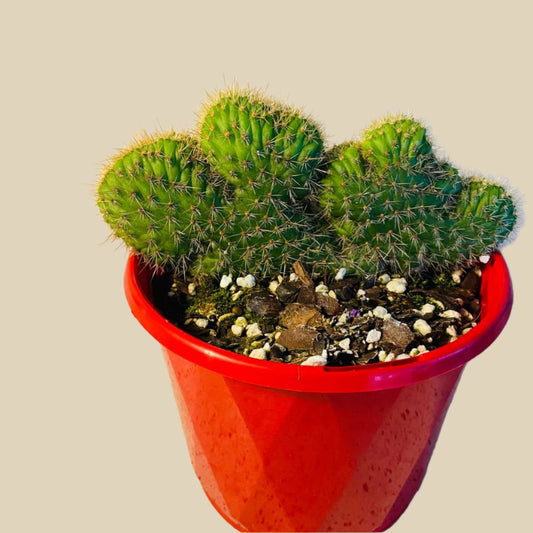 Cacti - Cleistocactus Samaipatanus f. Cristatus