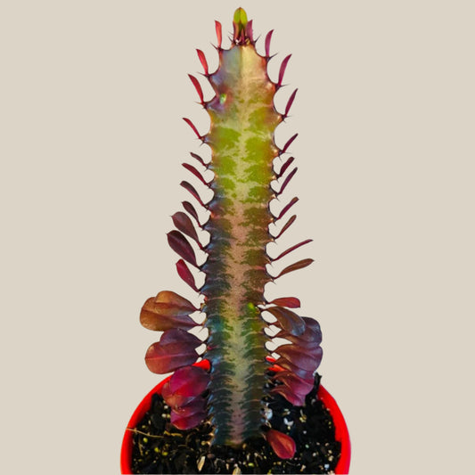Euphorbia Trigona Purpurea 'Royal Red'