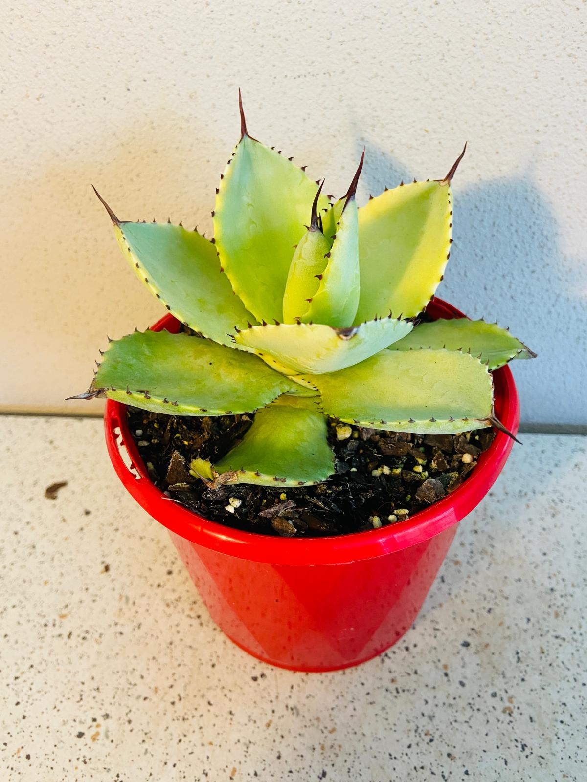 Agave Pale Moon 130mm