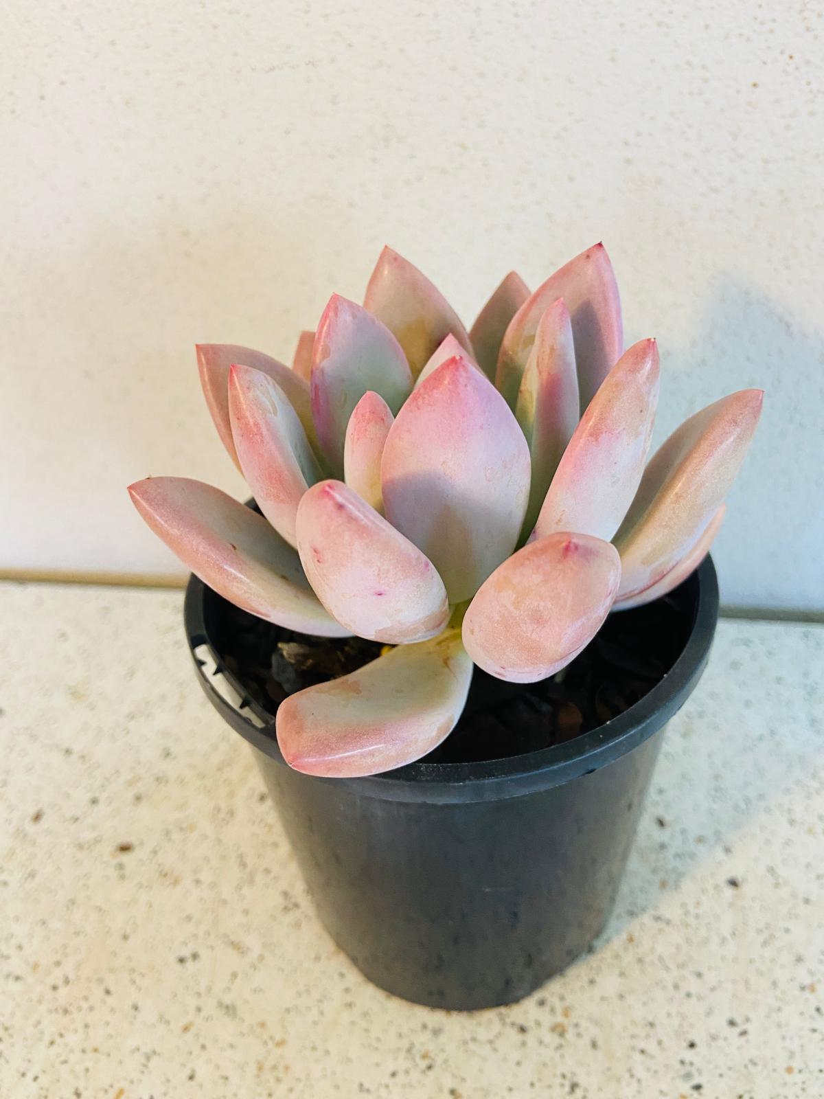 Graptoveria Opalina 130mm