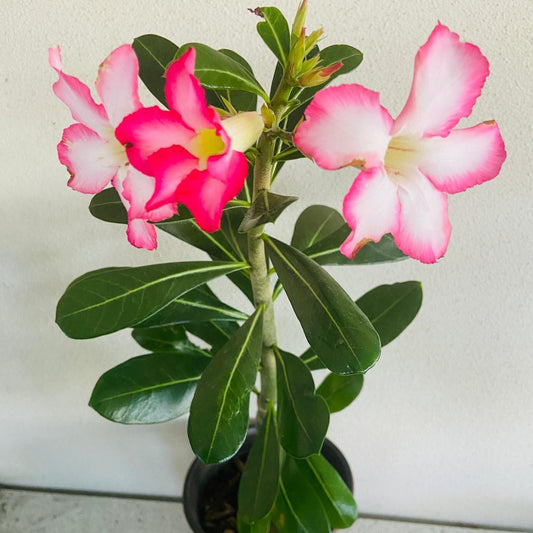 Desert Rose - Adenium Obesum  210mm Pot Size Plant