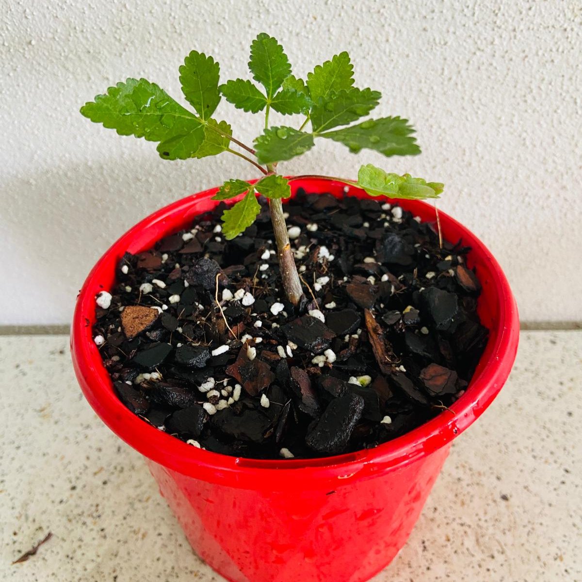 Bursera Hindsiana