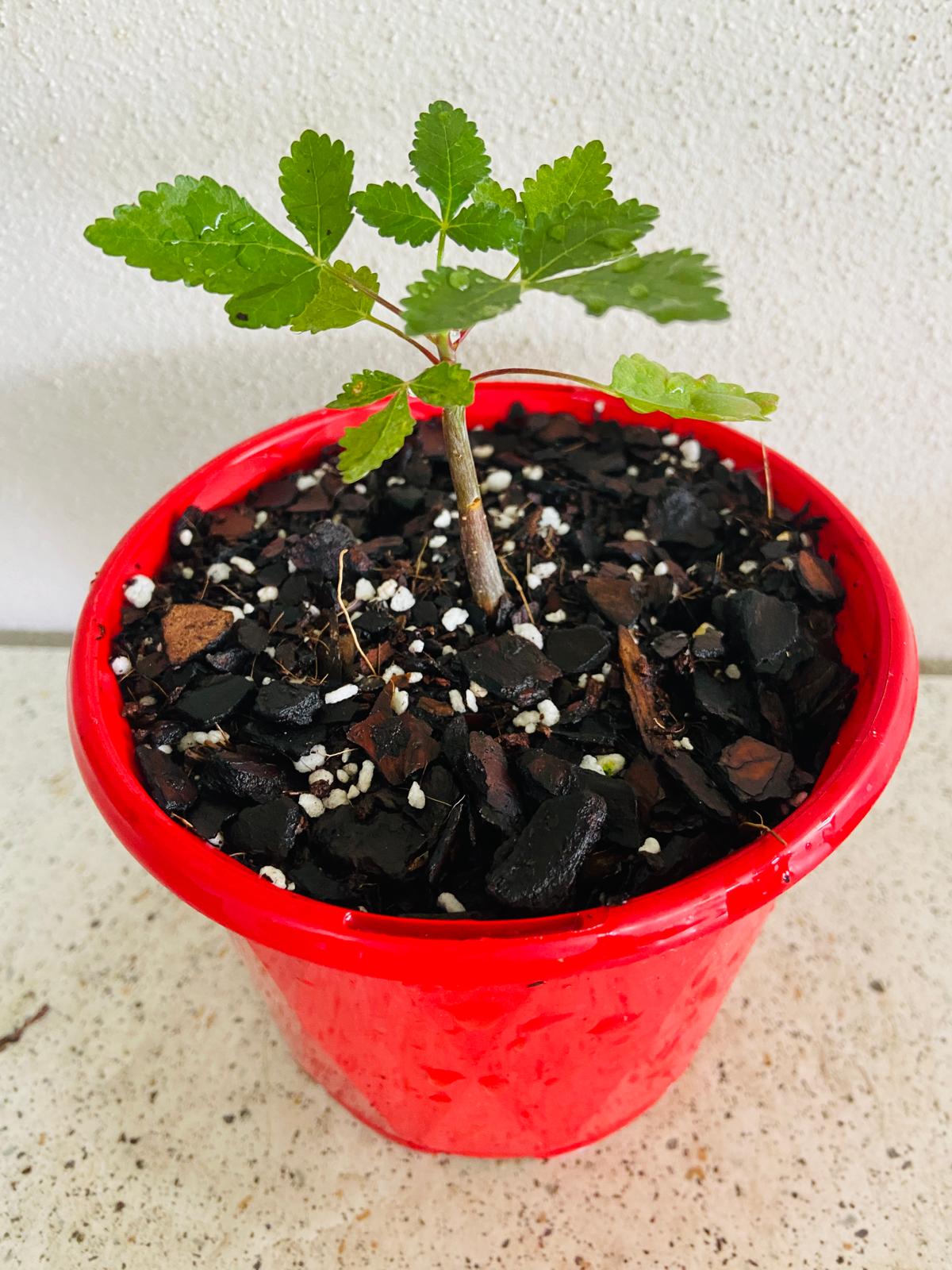Bursera Hindsiana