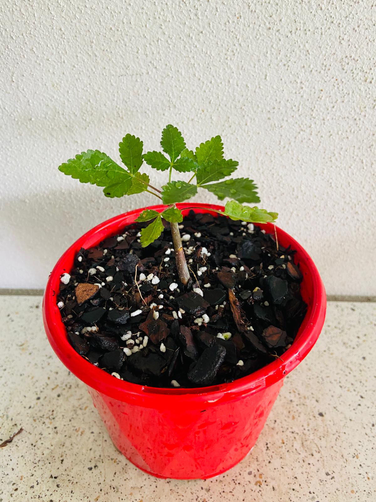 Bursera Hindsiana