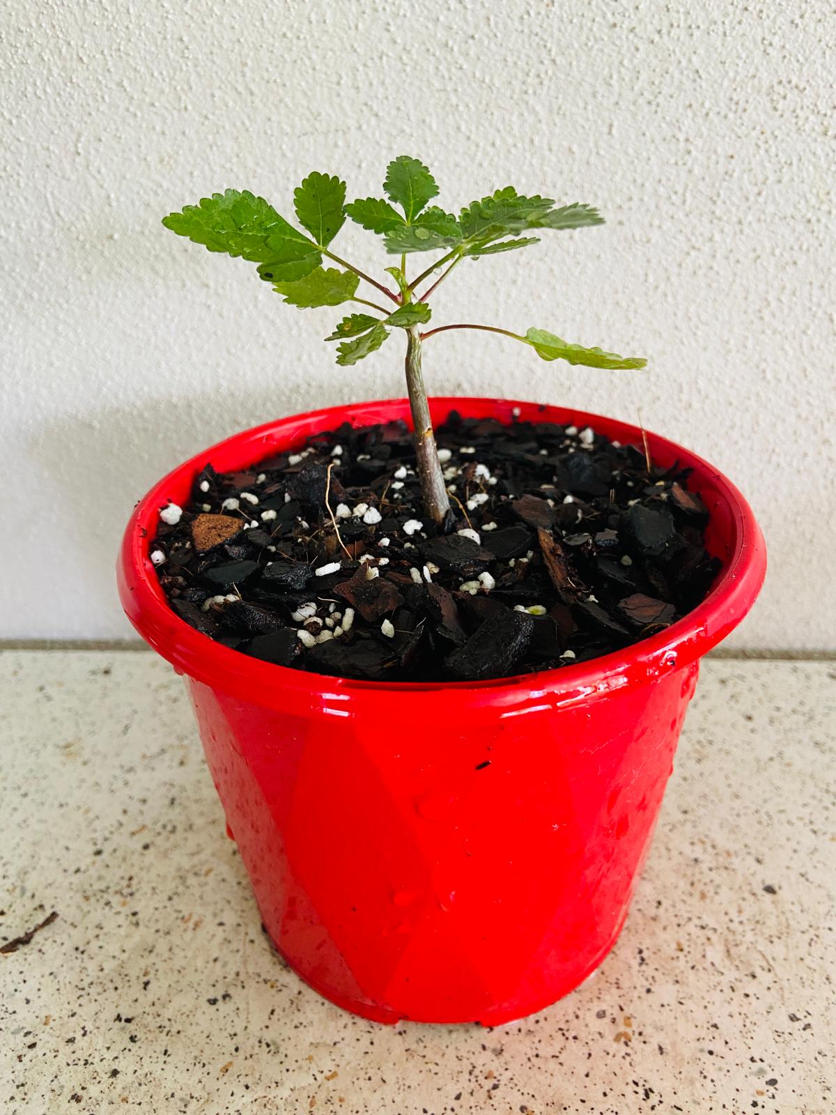 Bursera Hindsiana