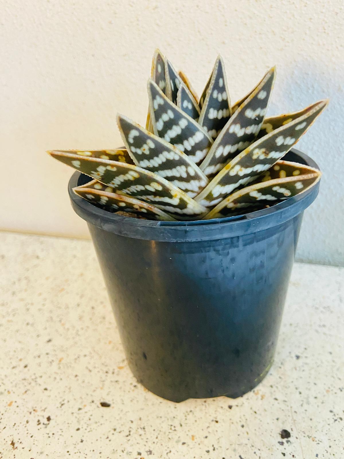 aloe gator succulent Aloe Variegata 'Gator' 130mm – Succulents World