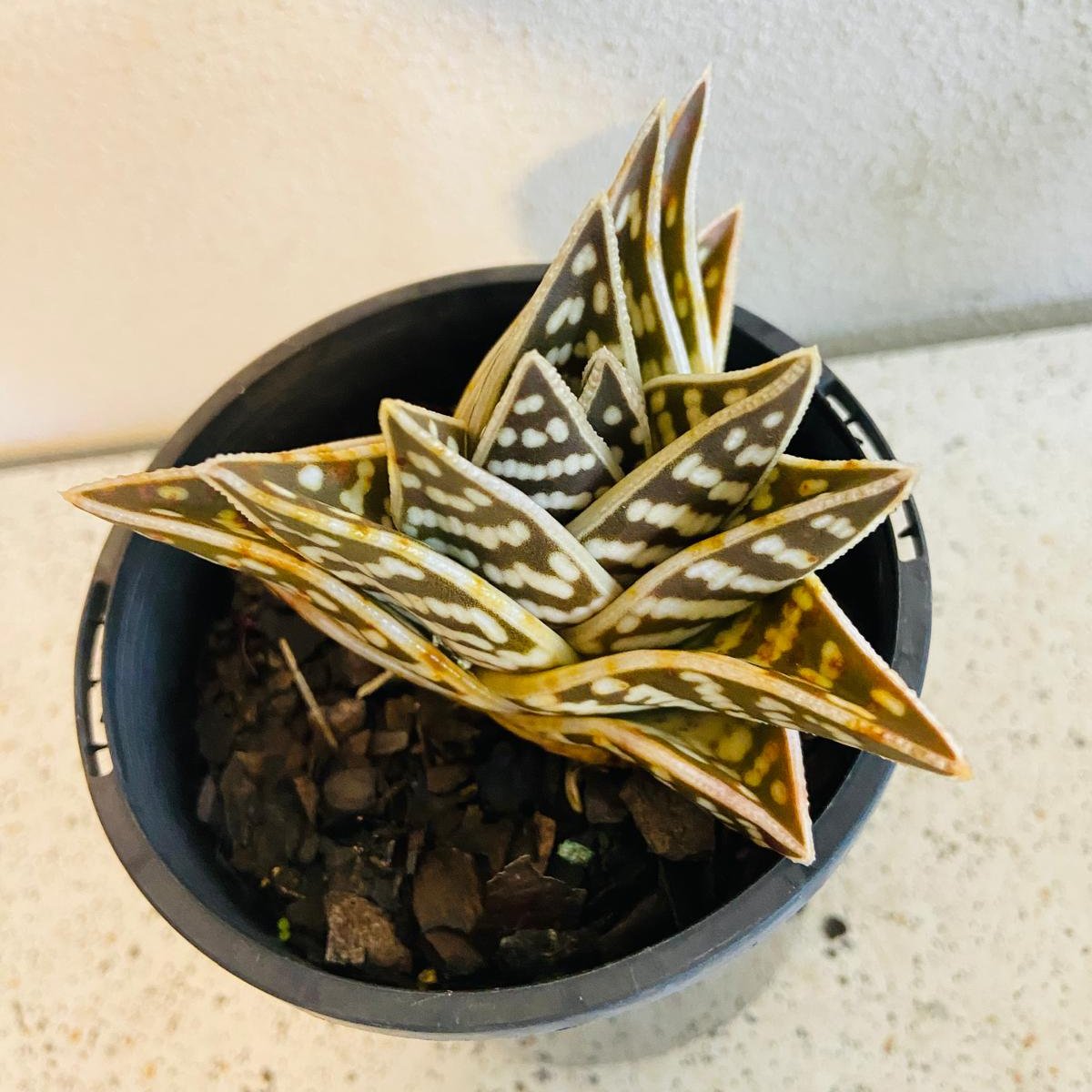 Aloe Variegata 'Gator' 130mm