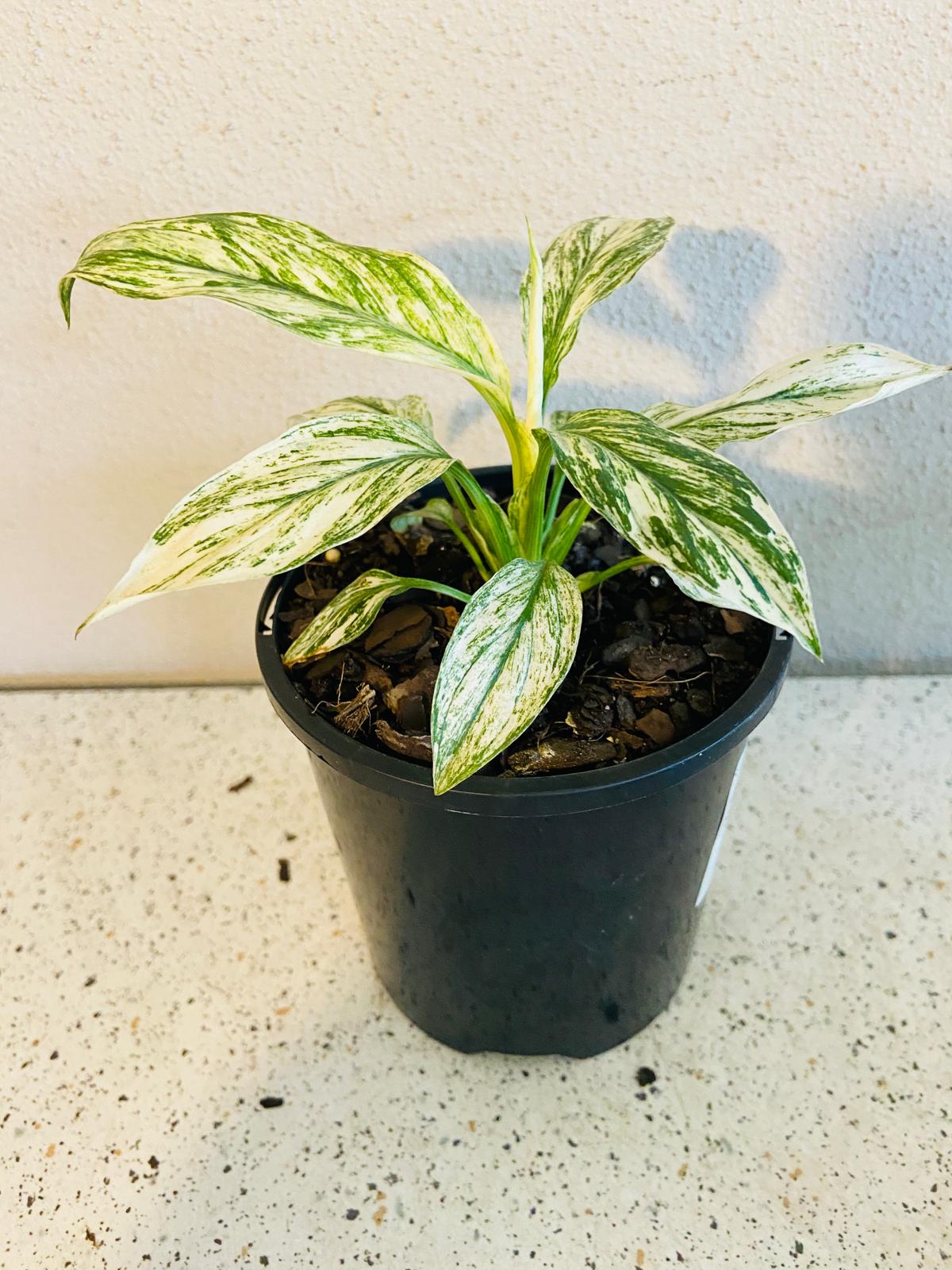 Spathiphyllum Sensation Variegated 100mm