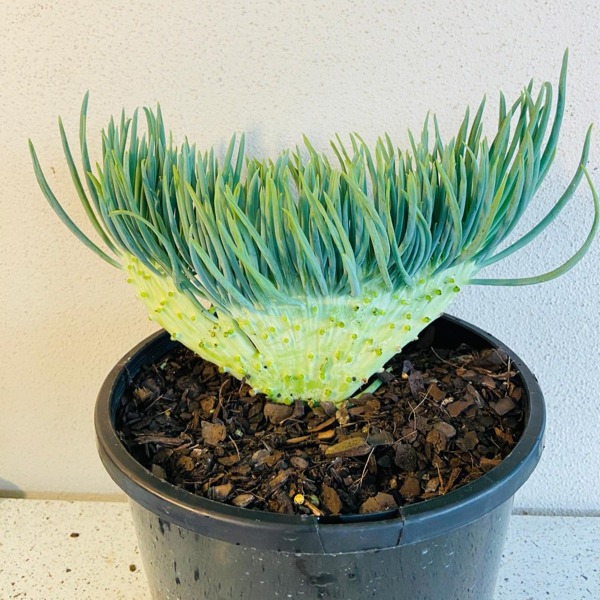 mermaid tail succulent for sale Mermaid Tail : Crested Senecio Talinoides