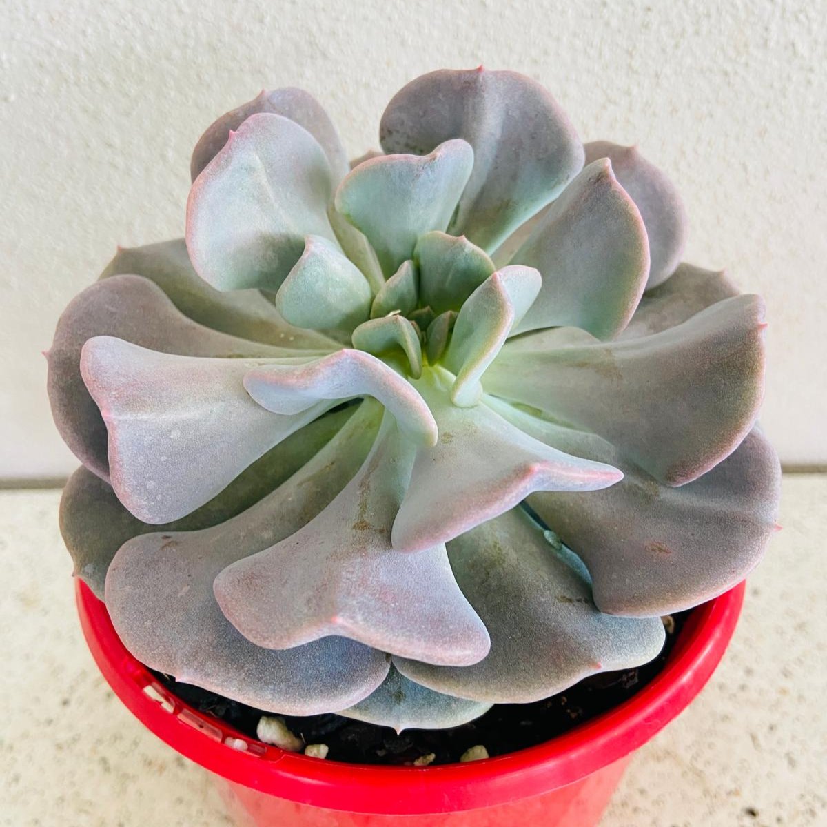 echeveria world of succulents Echeveria Cubic Frost – Succulents World
