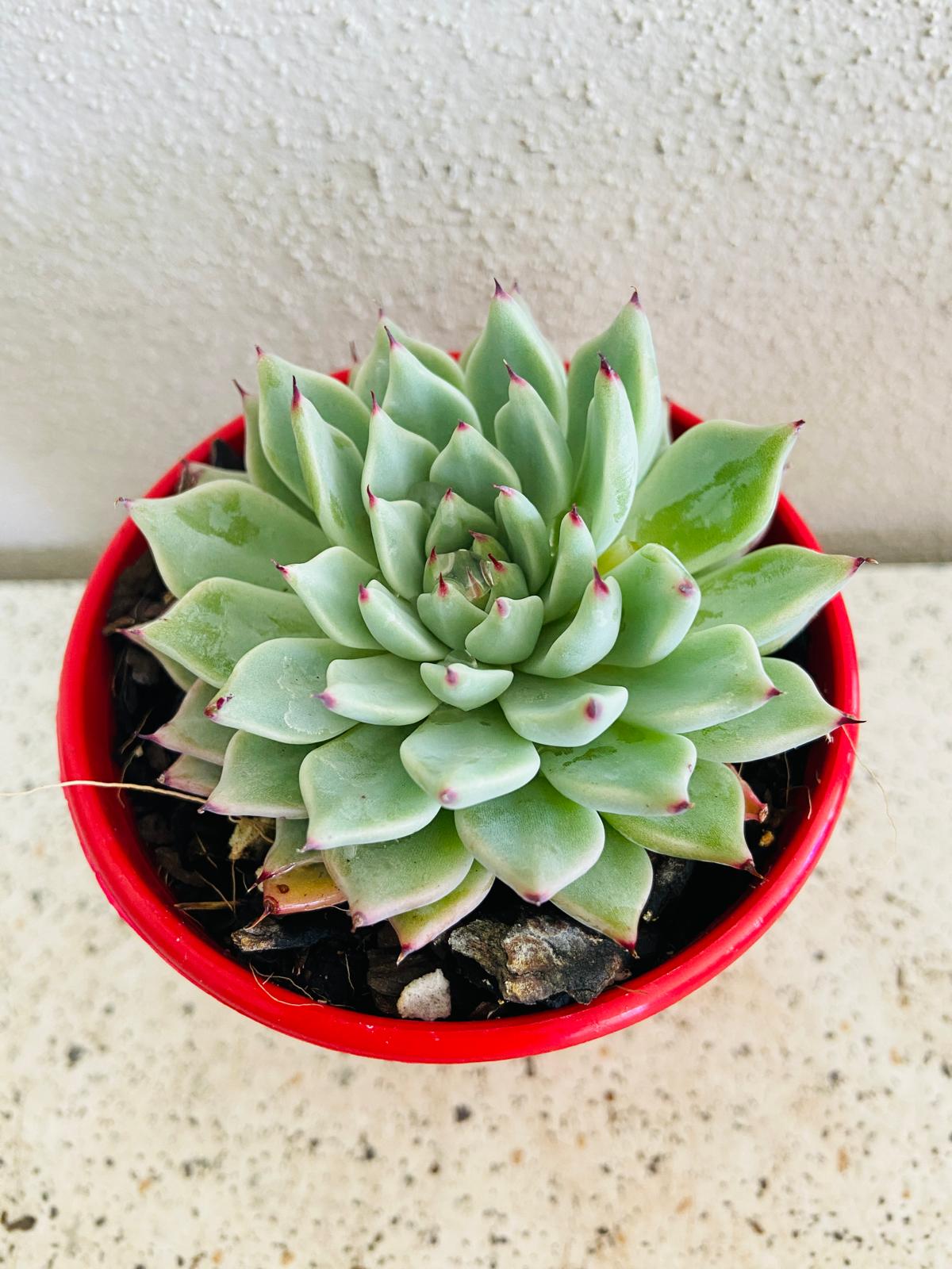 Echeveria Cuspidata var. Zaragoza